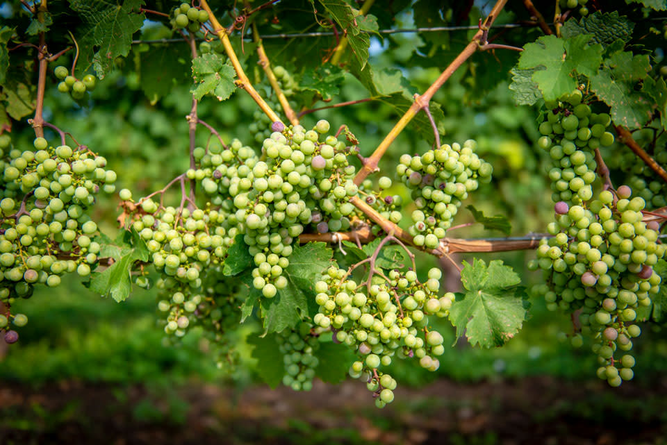 grapes-at-two-sisters-vineyards-niagara-on-the-lake