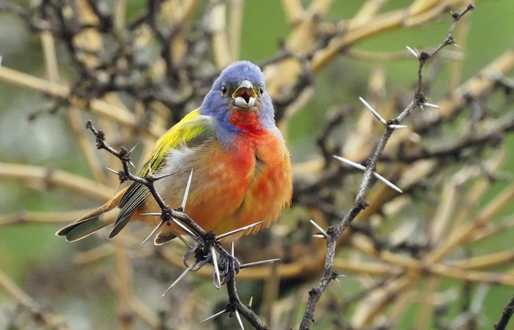 Painted bunting bird perched on a thorny branch. The bird has a red chest, a blue head and a yellow back