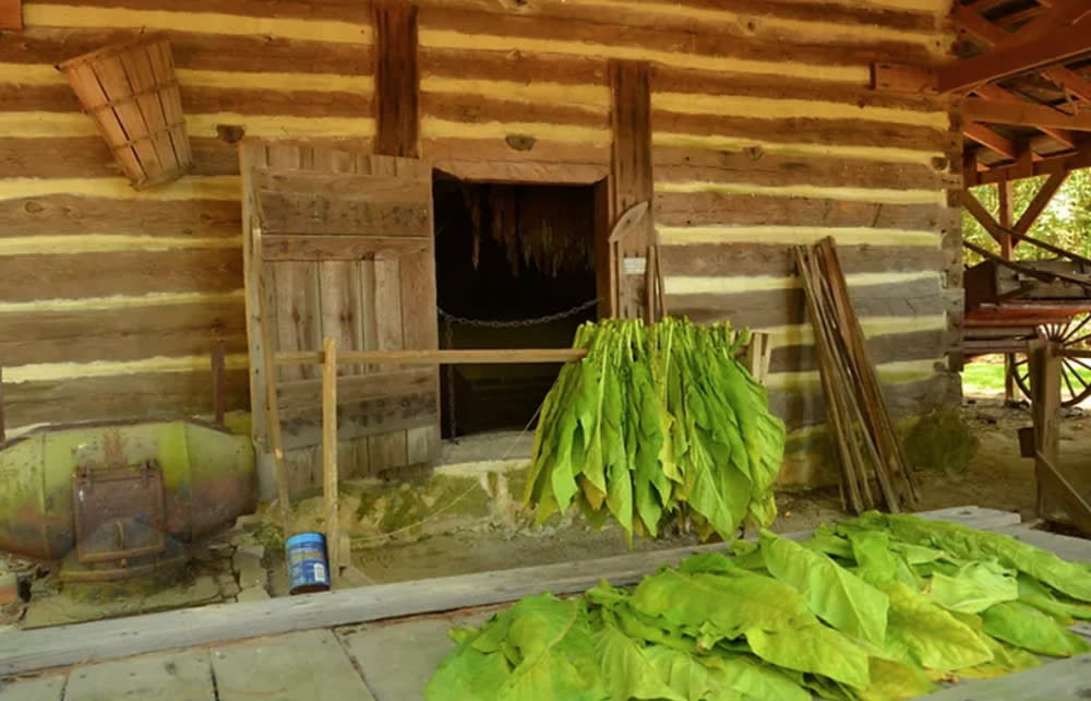 Historic Tobacco Barn at Tobacco Farm Life Museum in Kenly, NC with Tobacco Leaves
