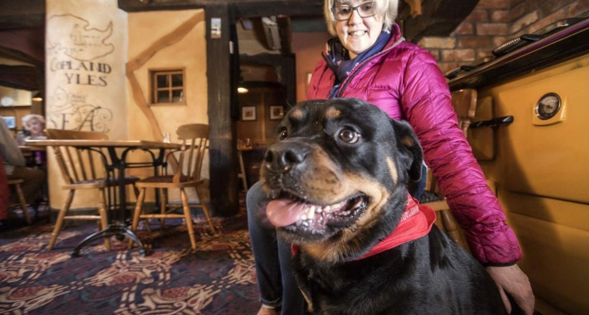 A dog and its owner in Pier 36 in Donaghadee