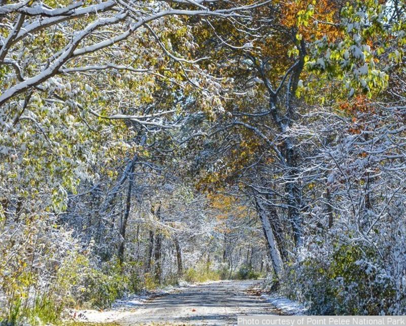 snowy point pelee trail