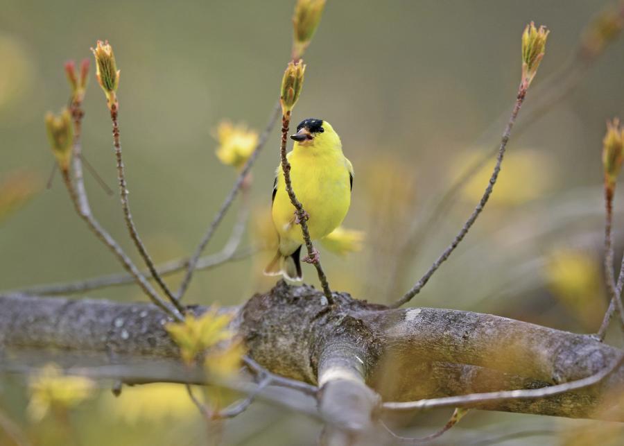 Birds of Bucks County blog