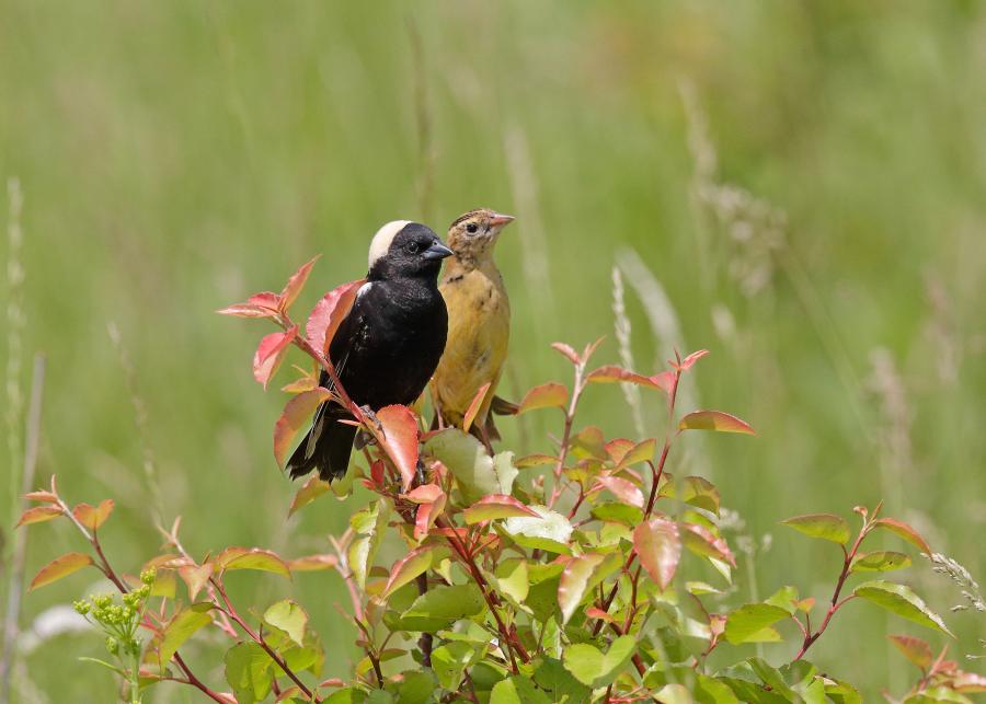 Birds of Bucks County blog