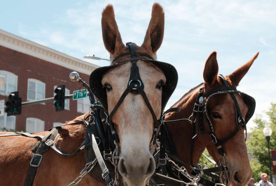 Make the Most of Mule Day in Columbia, TN
