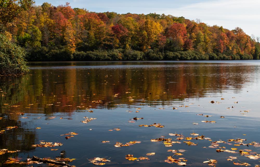 Asheville 2020 Fall Color Report & Forecast Scenic Views Asheville