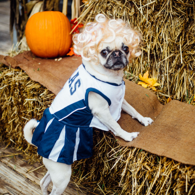 Dog Halloween