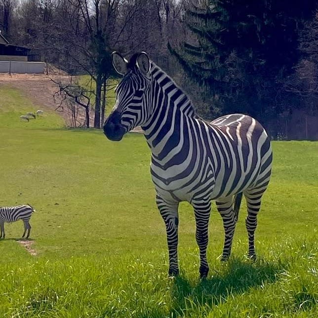 zebra at Binder Park Zoo