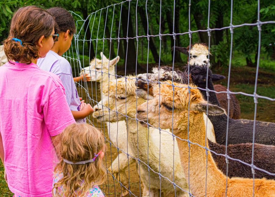 The Crafty Alpaca