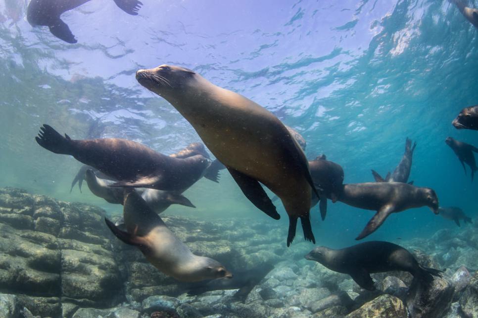 conjuntos de lobos marinos nadando por debajo del agua