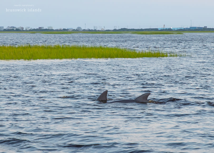 two dolphin fins visible breaking the surface of water