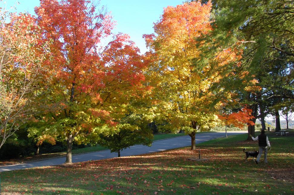 Alms Park in the fall