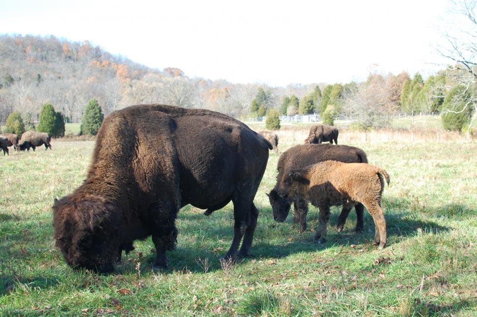 Bison at Big Bone Lick State Historic Site (Photo: Erin Woiteshek)