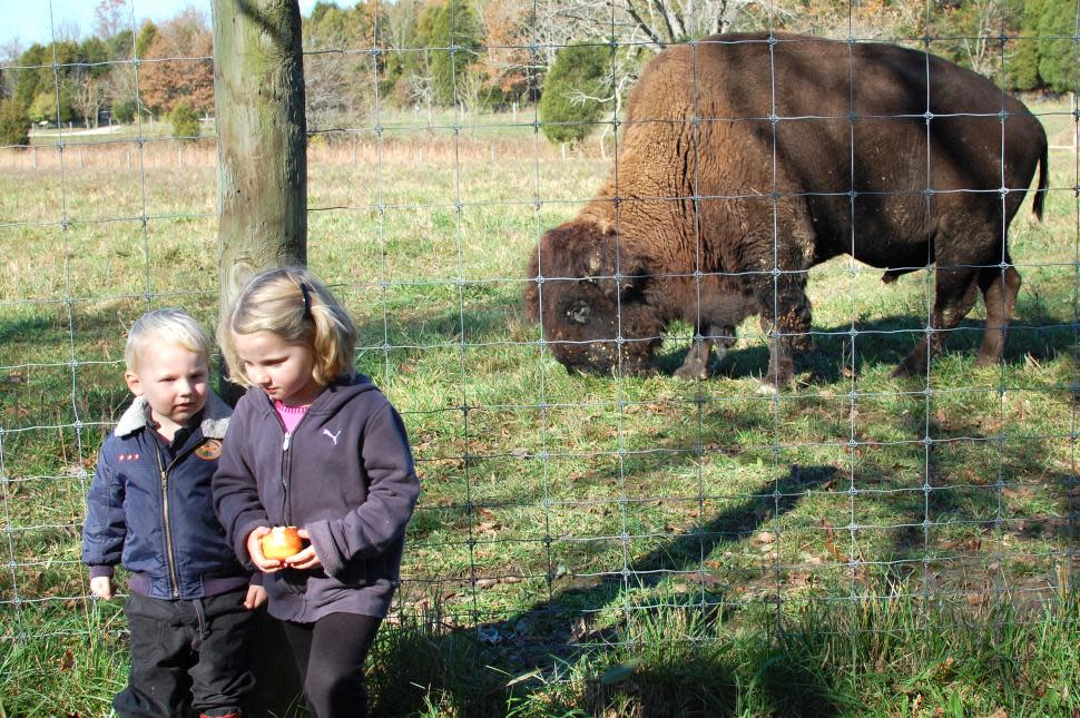 Bison at Big Bone Lick State Historic Site (photo: Erin Woiteshek)