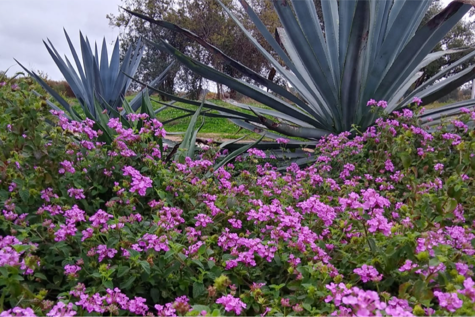 Houston Botanic Garden