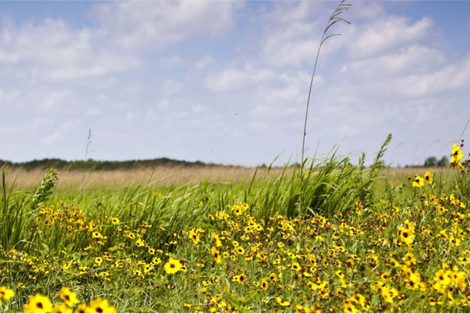 Coastal Prairie Conservancy