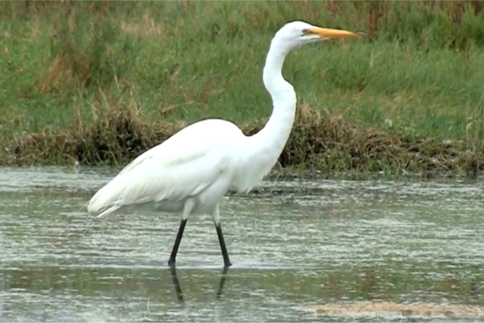 Coastal Prairie Conservancy