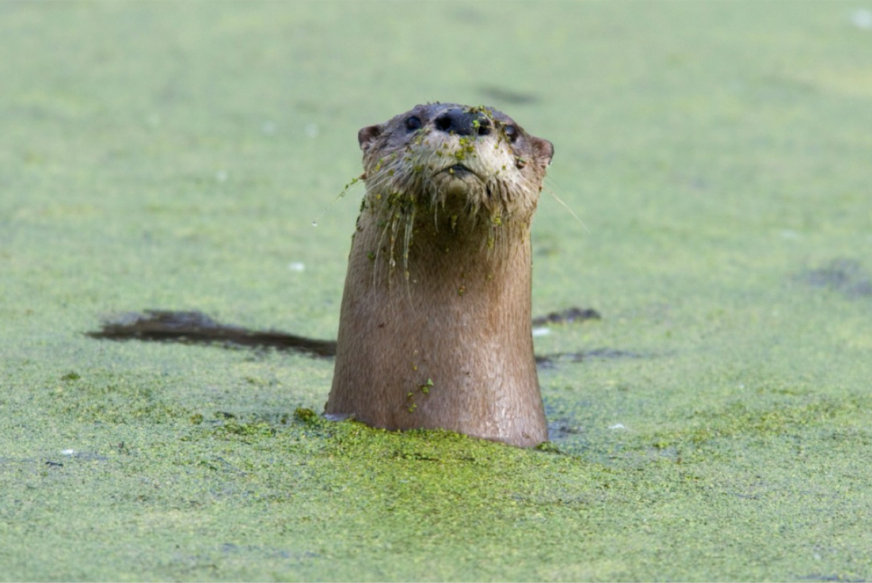 Coastal Prairie Conservancy