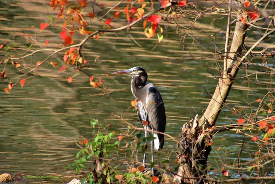 Lake Livingston State Park