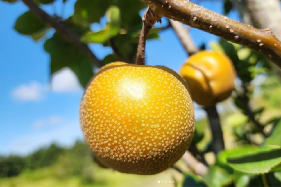 Pick-Your-Own Farms