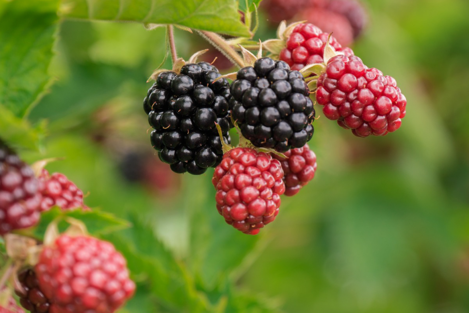 Pick-Your-Own Farms