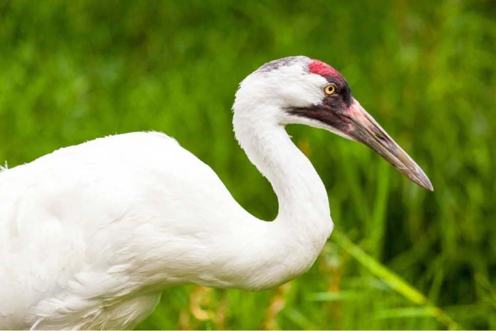 Texas City Prairie Preserve