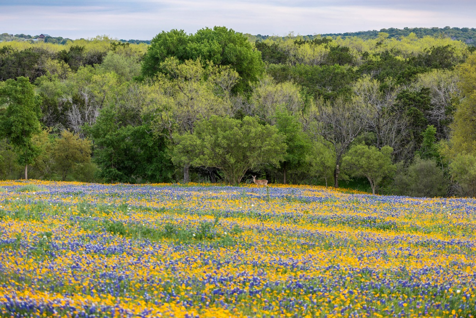 Texas City Prairie Preserve