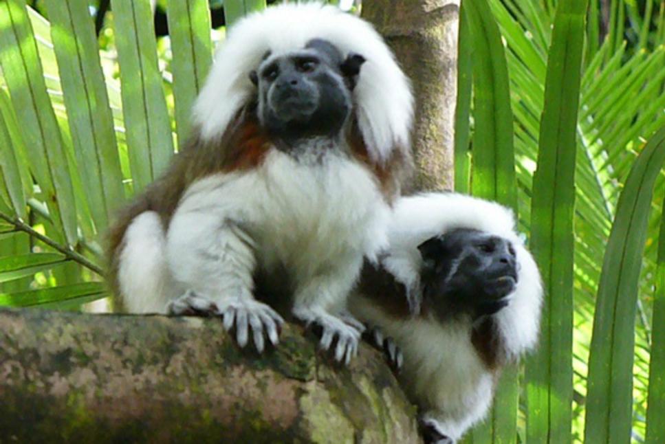 Moody Gardens - Tamarins