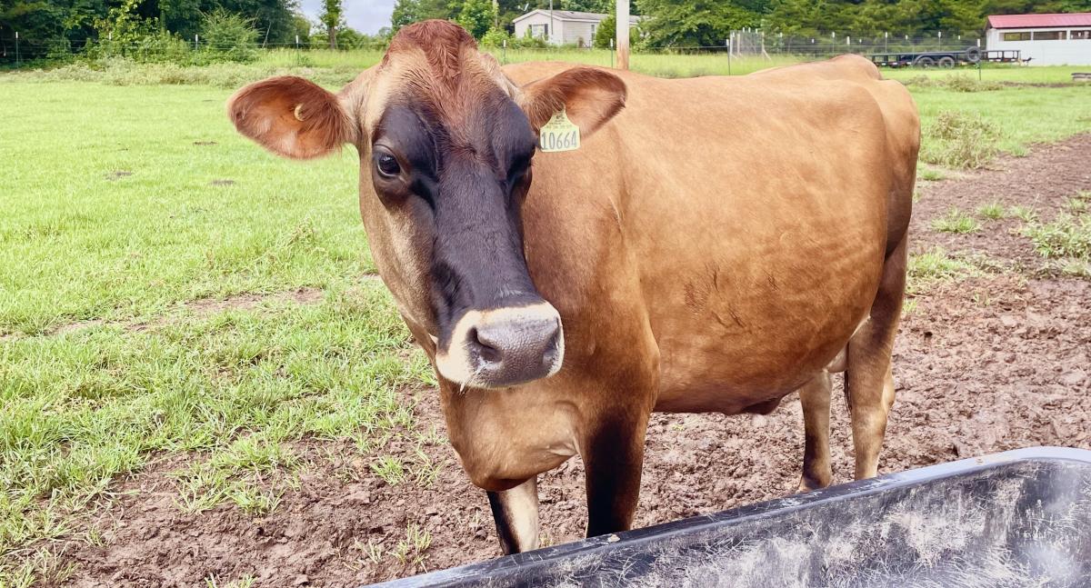 A sweet, brown dairy cow walking around its pasture at Morell Dairy Farms near Shreveport.