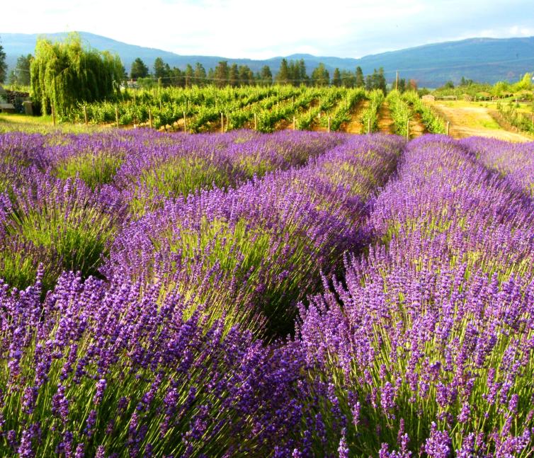 Rows of lavender under the Okanagan Sun
