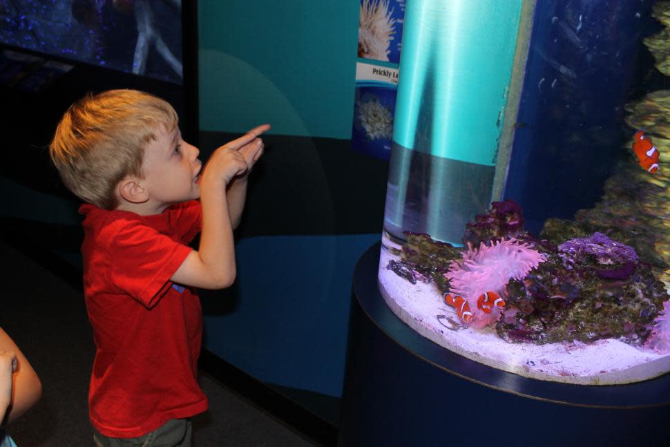 Newport Aquarium (photo: Katie Scheper)