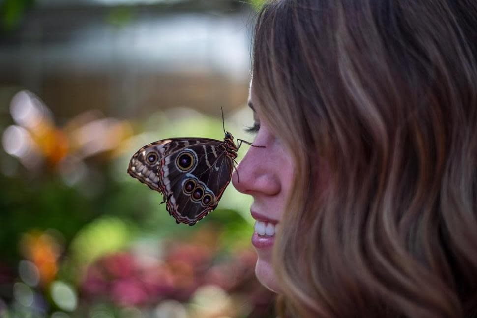 The Butterfly Show at Krohn Conservatory (photo: @mapeters25)