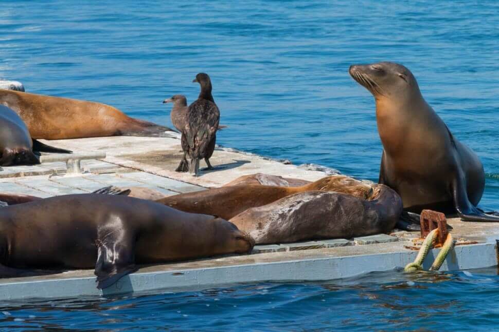 Seal-Tours-Sea-Lions