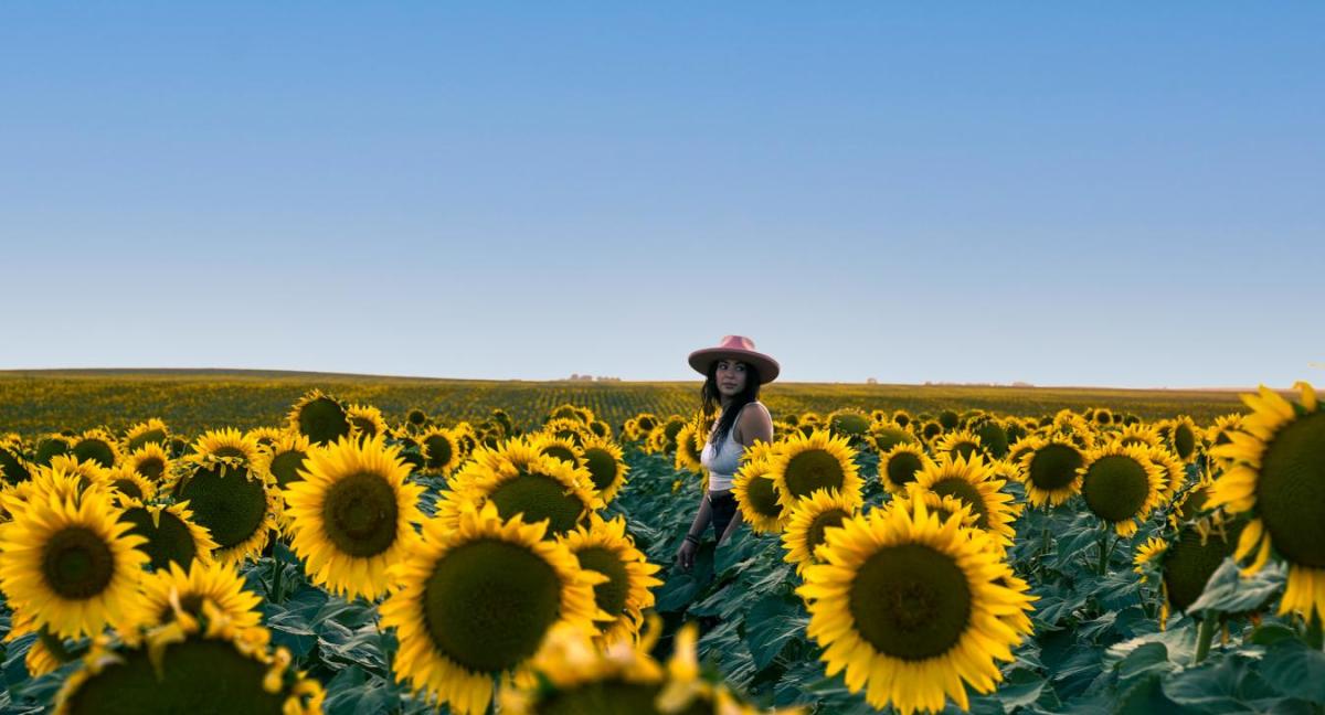 Wall-Sunflowers-Field
