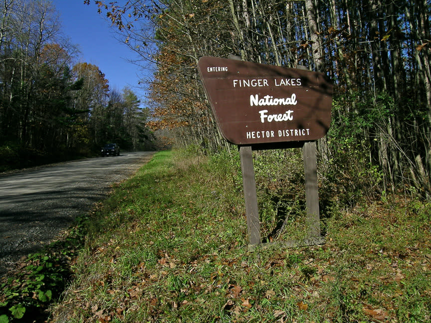 finger lakes national forest