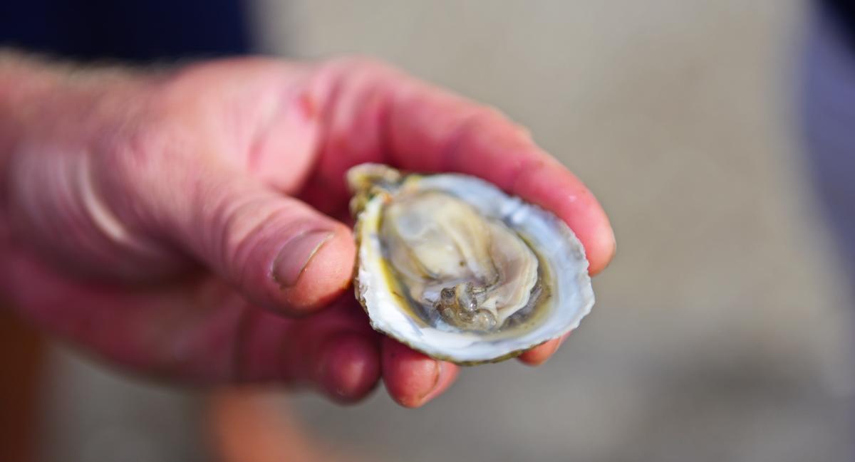A hand holding an Outer Banks oyster.