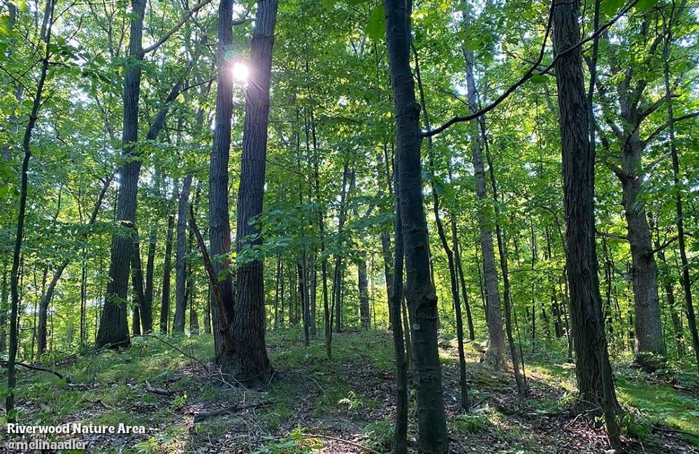 Trees in Riverwood Nature Area