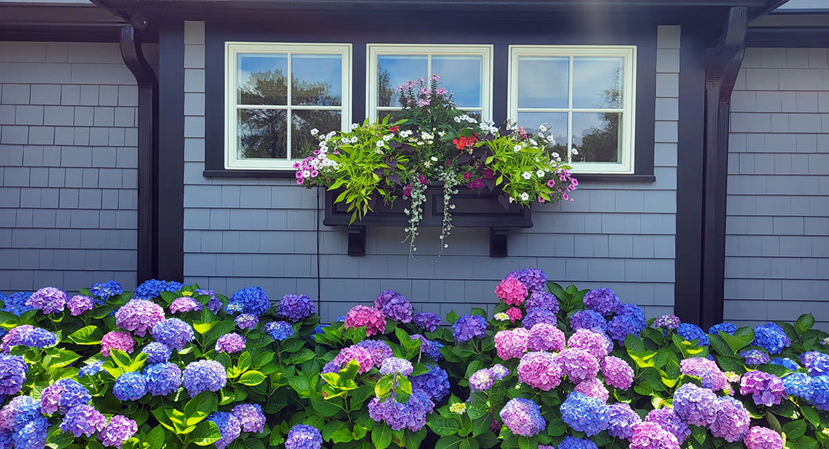Hydrangea Fest