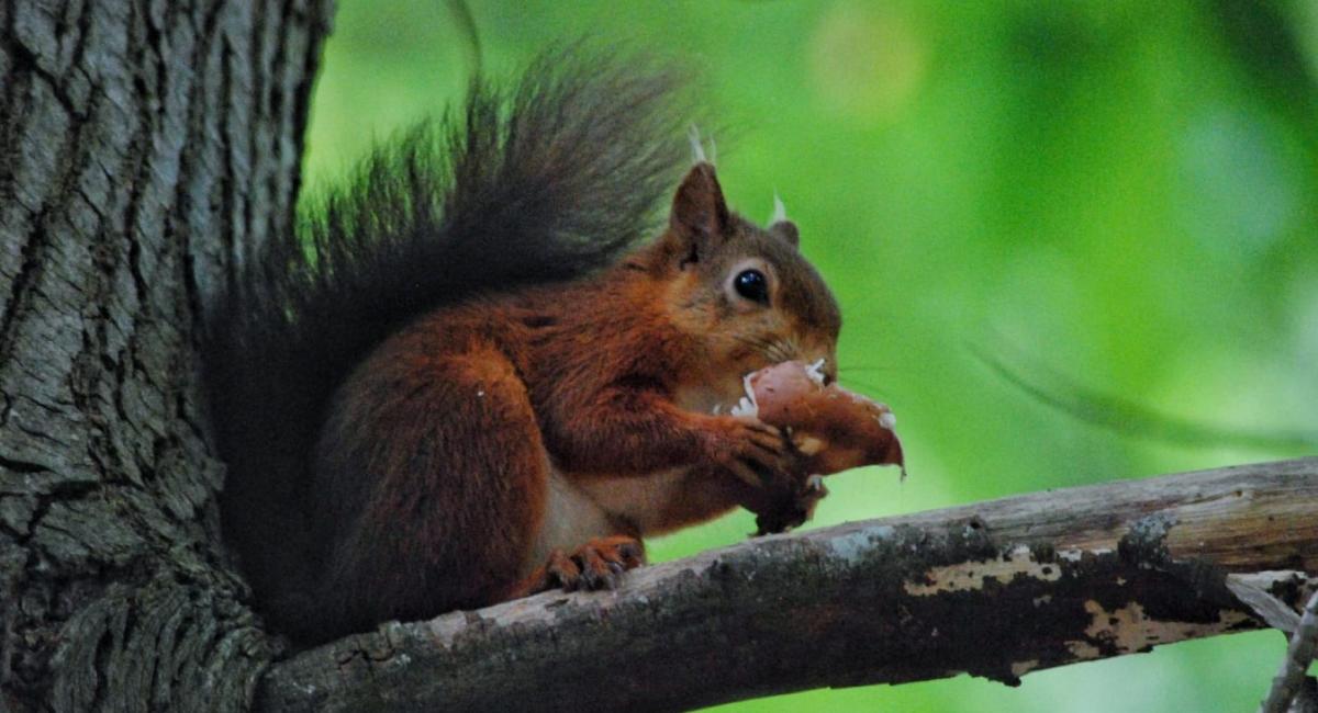 Red Squirrel, Brownsea Island