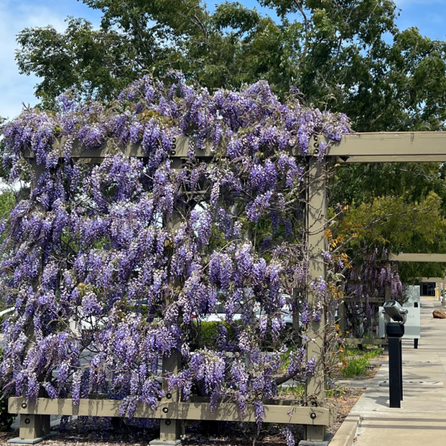 Wisteria at the Temecula Public Library