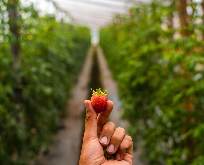 agroturism-la-granjerita-farm-boquete