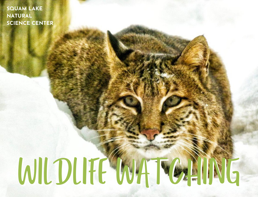 Wildlife Watching Kid-Friendly Winter Activities (SLNSC)