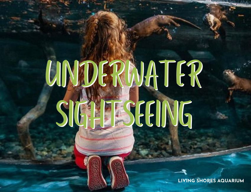 Underwater Sightseeing Kid-Friendly Winter Activities (Living Shores Aquarium)