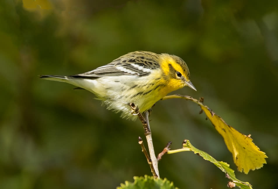 IOS Nav Landscape Large - Blog - 2023 a bumper year for wildlife - blackburnian warbler - 952x650