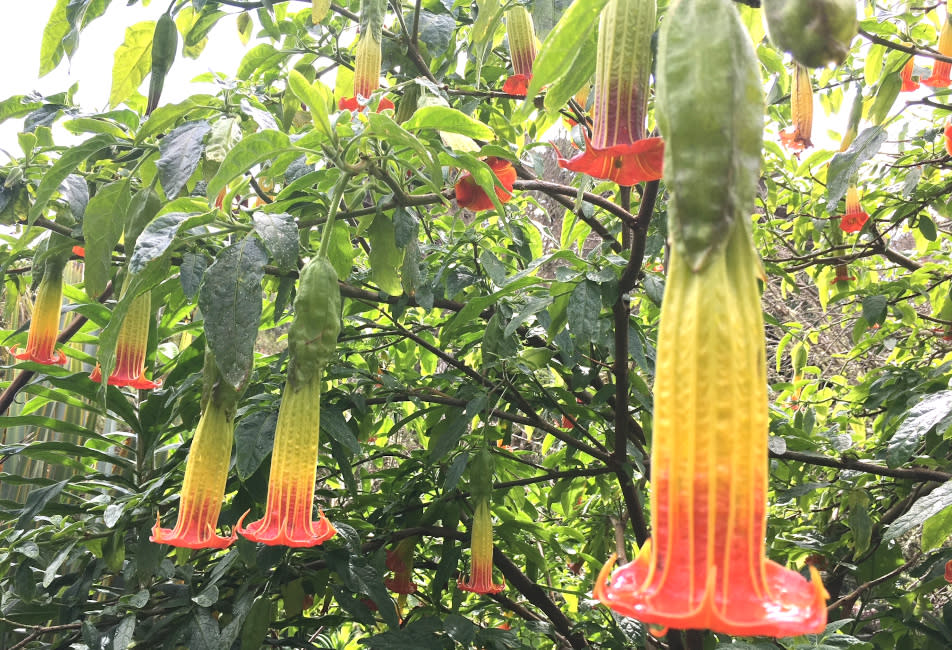 Carreg Dhu flowers