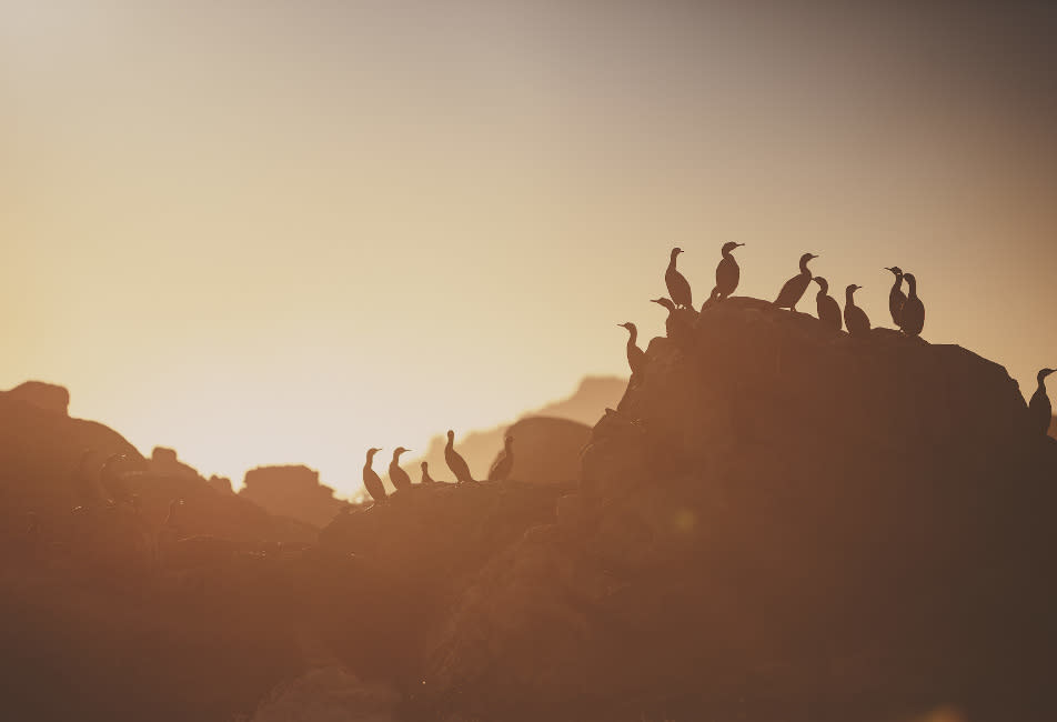 Birds on rock at dusk
