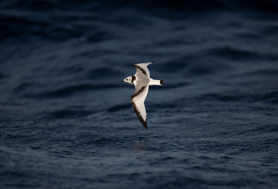IOS Nav Landscape Large - Blog - 2023 a bumper year for wildlife - Joe Pender - Kittiwake 952x650