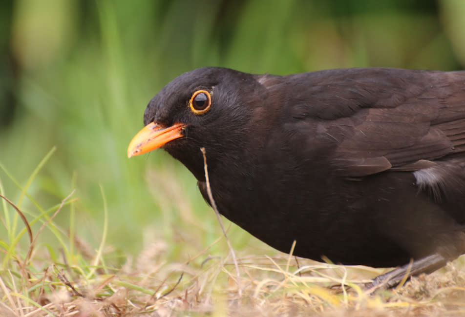 Black bird