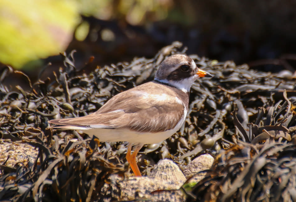 Ring Plover