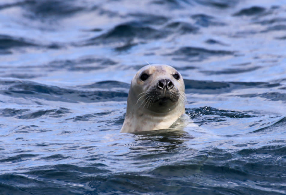 Seal