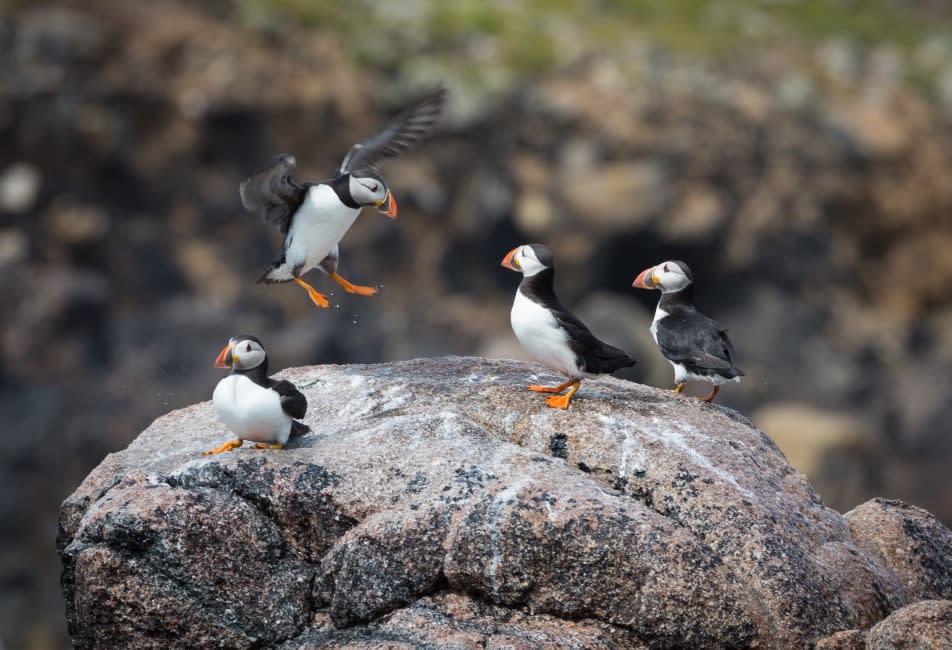 IOS Nav Landscape Large - Puffins on rocks